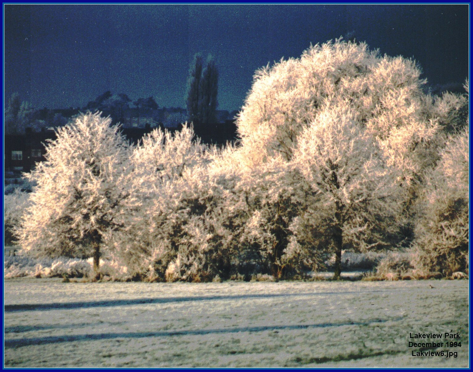 hoar frost on the trees